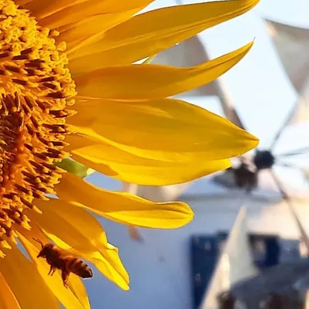 شقة فندقية Anemomilos